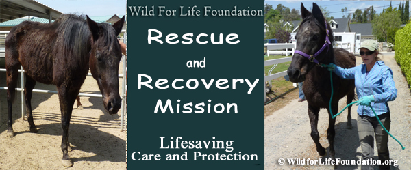 WFLF Lifesaving Rescue and recovery Mission